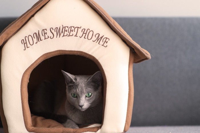 ペットハウスで休む猫