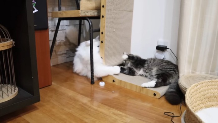 倒れるハルちゃん