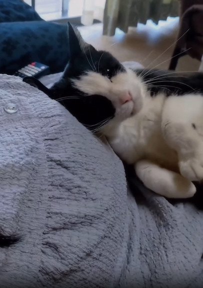 お腹に寝転ぶ猫