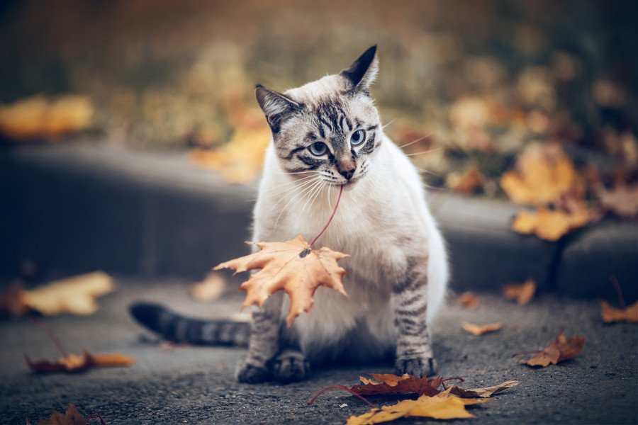 モミジの葉をかじる猫