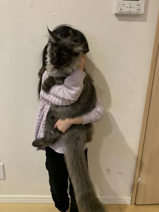 抱っこされる子猫