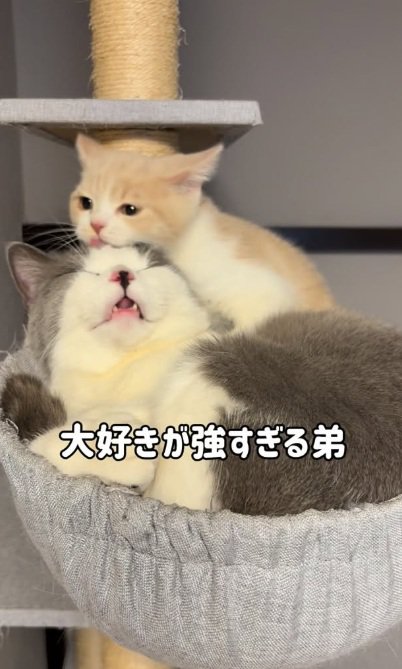 マンチカンの毛づくろいをする子猫