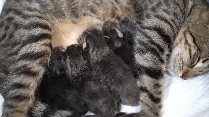 母乳を飲む子猫たちの写真