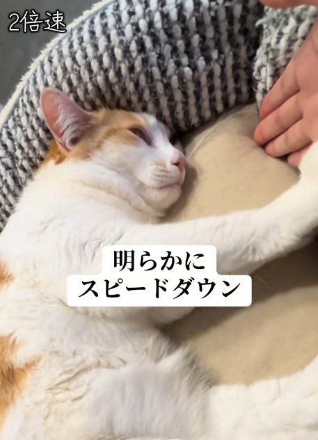 ベッドの中でふみふみしている猫と手のひらをさしだす飼い主