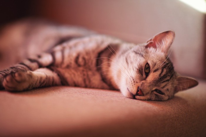 ぐったりする猫