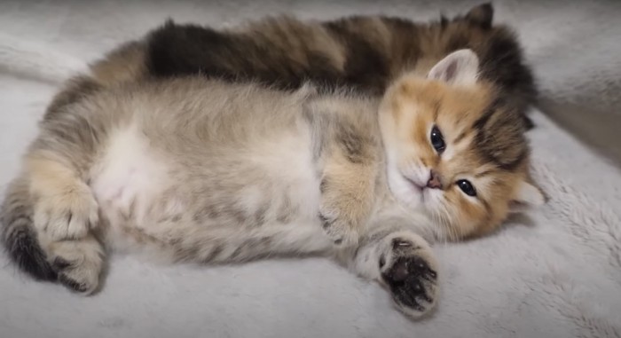 茶色の子猫が横たわっている