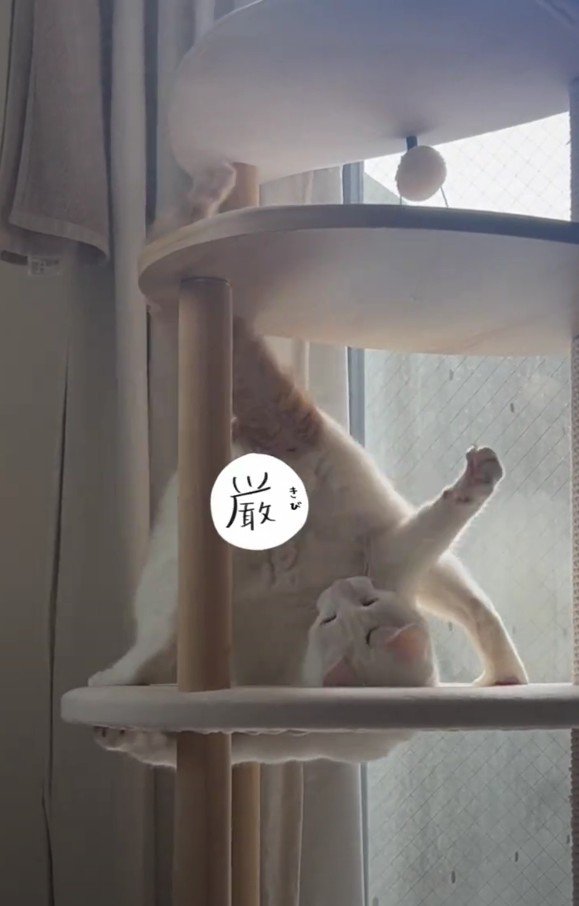 キャットタワーにいるぽにおくん