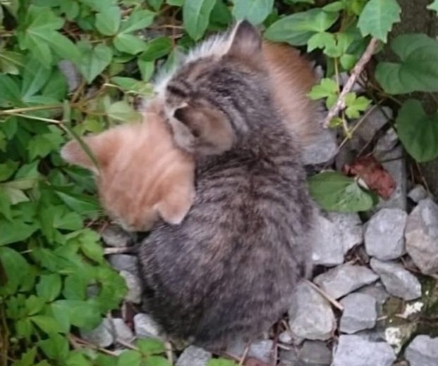 身を寄せ合う2匹の猫