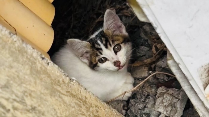 建物の隙間に入り込んだ子猫