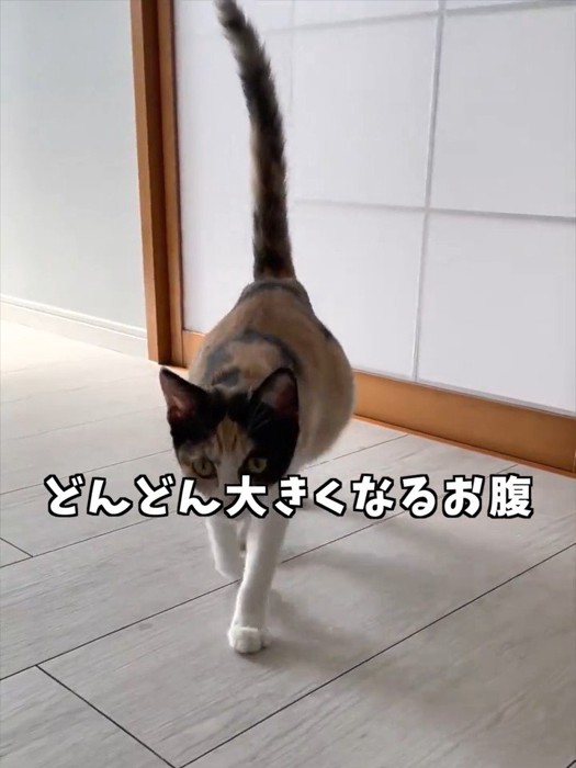 しっぽを立てて歩いてくる猫