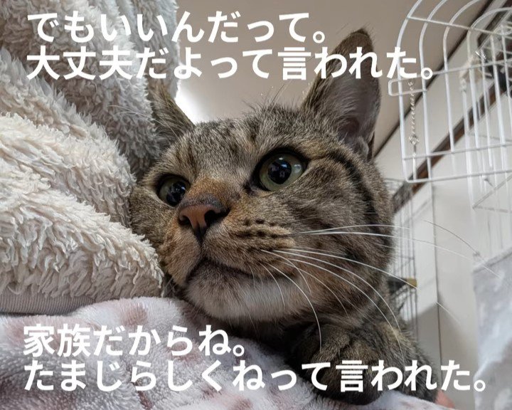 家の中にいる猫の顔