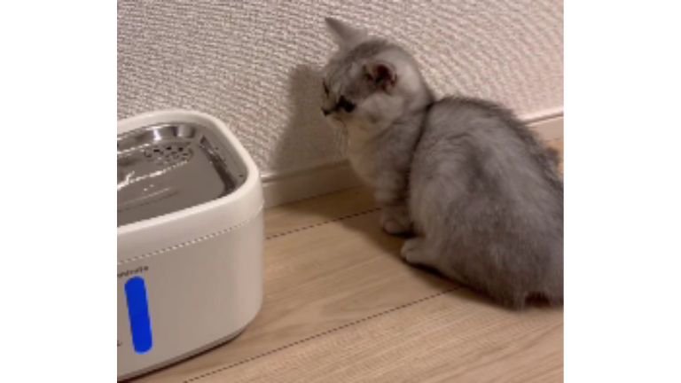 猫と自動給水機