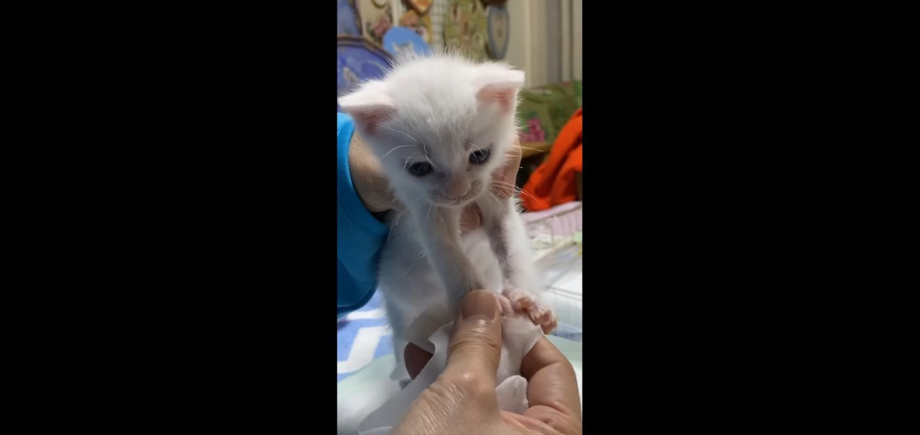 手を突っ張り中