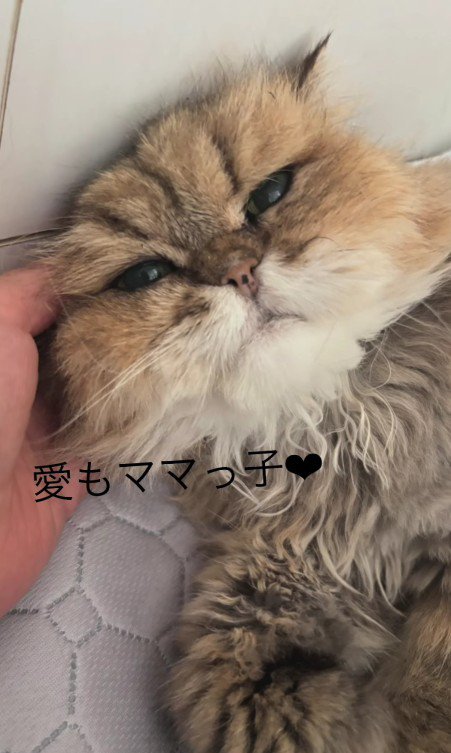 甘える猫