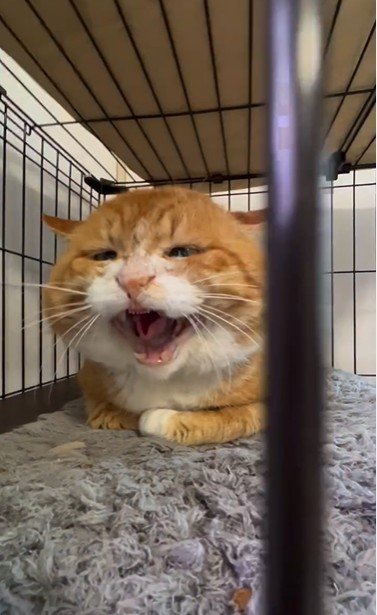 香箱座りをしている猫