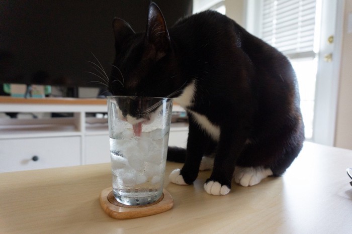 グラスの水を飲もうとする猫