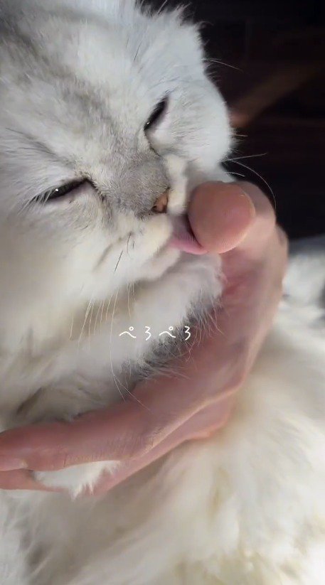 飼い主の手を舐める子猫