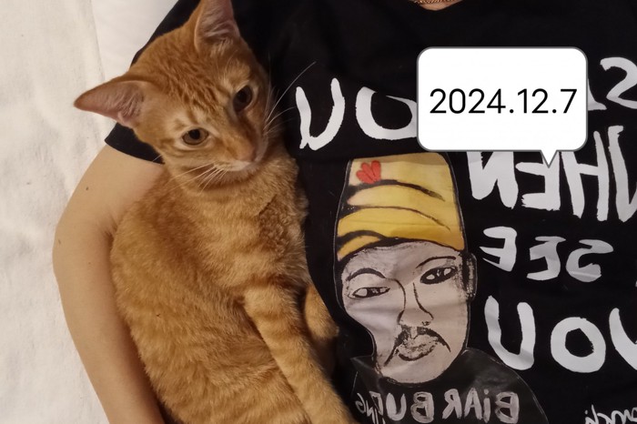 抱っこされる猫