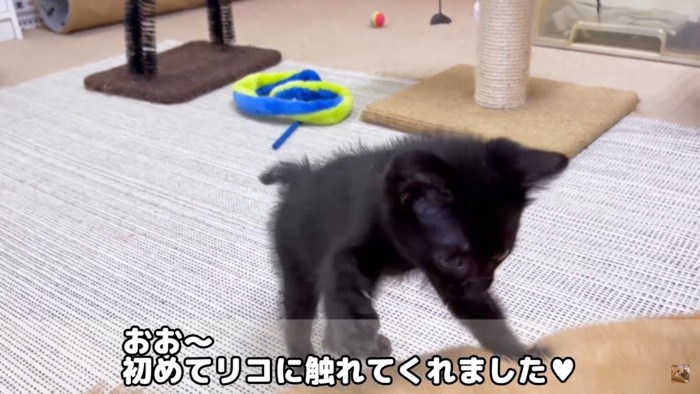 リコちゃんへ初めてのタッチ！