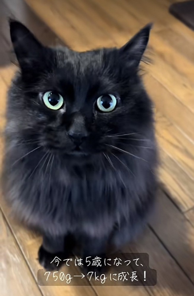 パパを見つめる黒猫