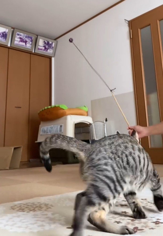 猫じゃらしを追いかける猫