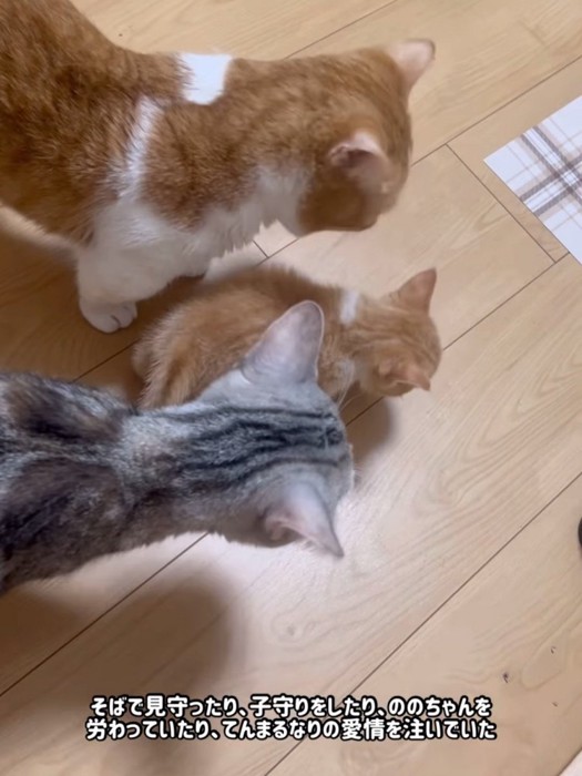 歩く子猫を見守る2匹の猫