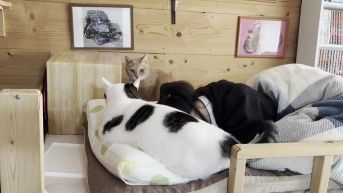 寝る娘さんを見守る2匹の猫