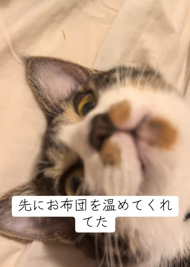 猫の口
