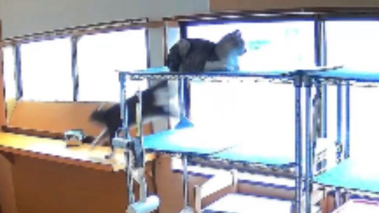 室内にいる猫たち