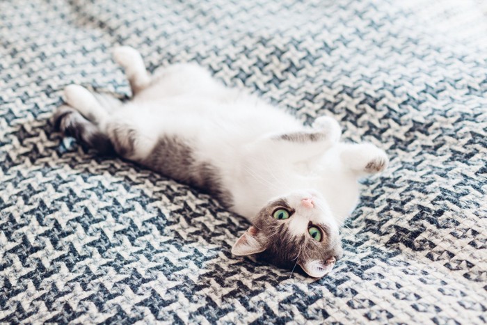 寝転びながらじっと見つめる猫