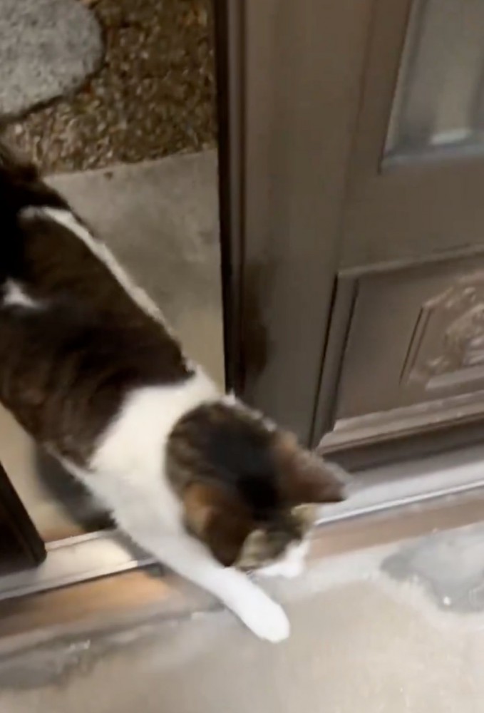 ドアの隙間から入る猫