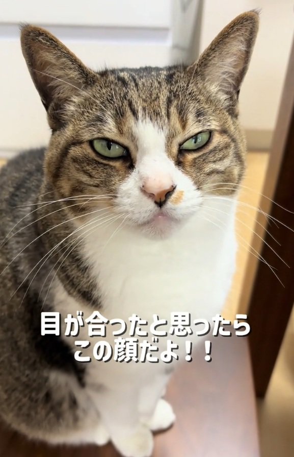 上目遣いの猫