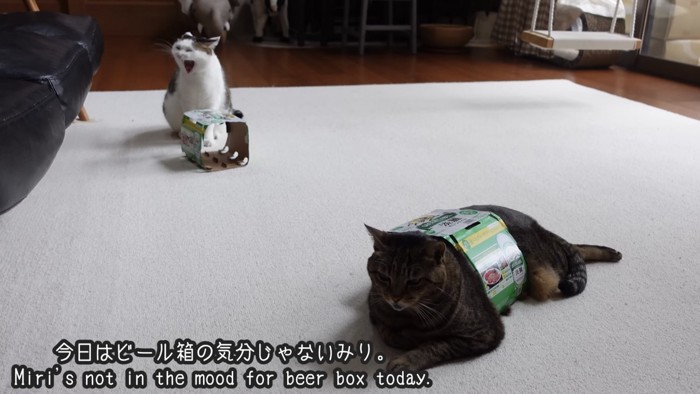 「今日はビール箱の気分じゃないみり。」のテロップ写真