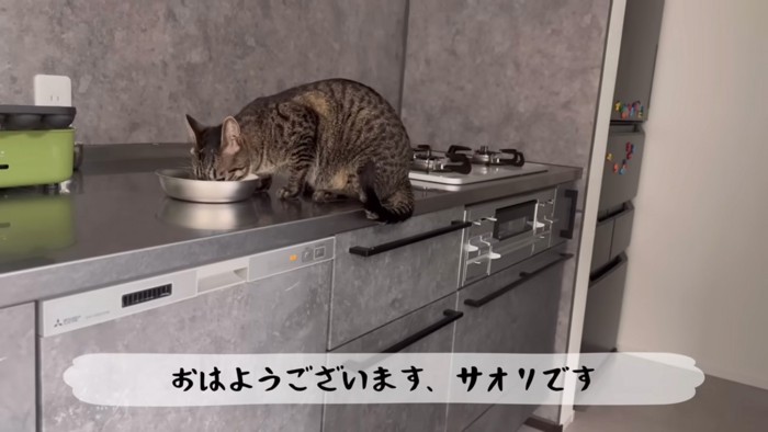 食べる猫