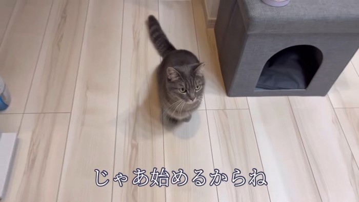 床に座る猫