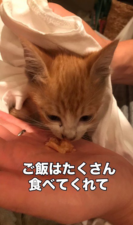 ごはんを食べる猫