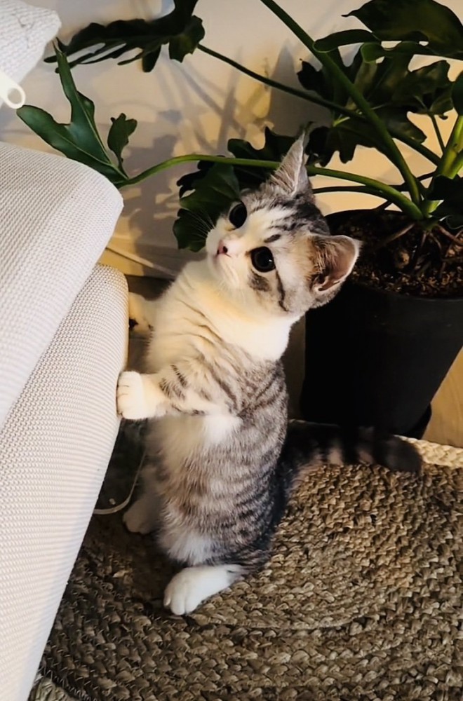 ソファに手をついて立つミヌエット