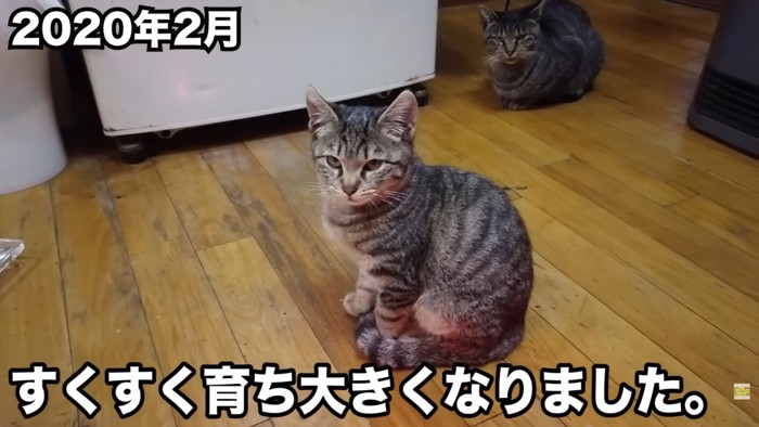 テロップ「すくすく育ち~」