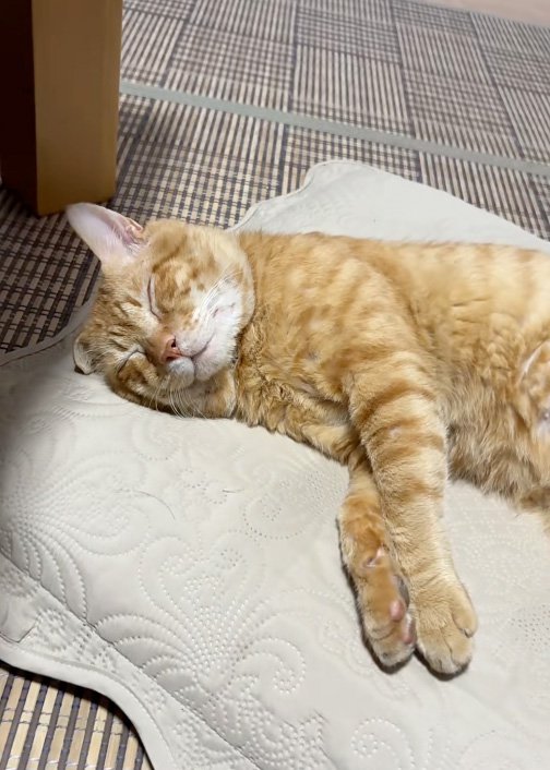 快適猫
