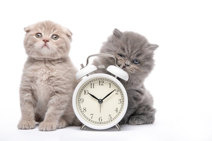 時計で遊ぶ猫たち