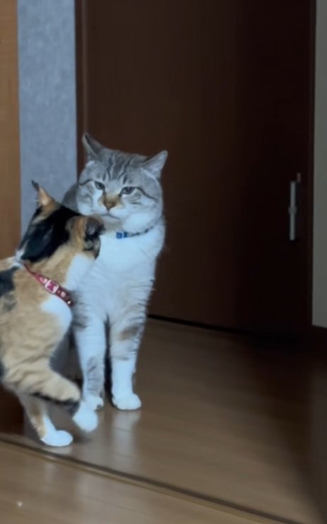 猫パンチしようと片手をあげる三毛猫とシャムトラ