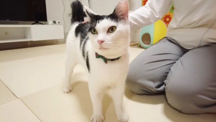 甘え中のホルンくん