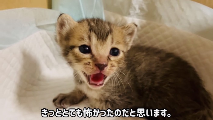 ペットシートの上で鳴く子猫