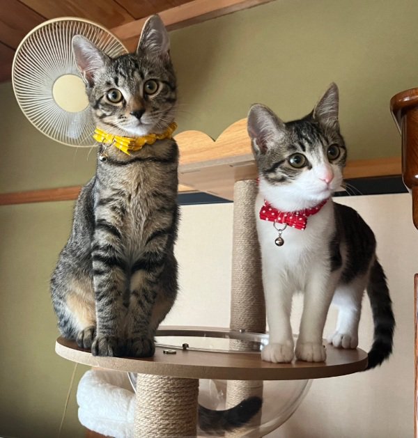 キャットタワーの上に座っている2匹の猫