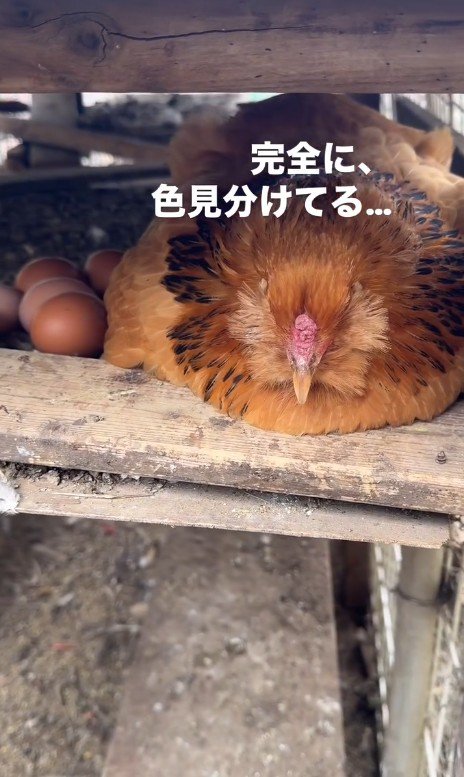 段ボールの中にいる鳥