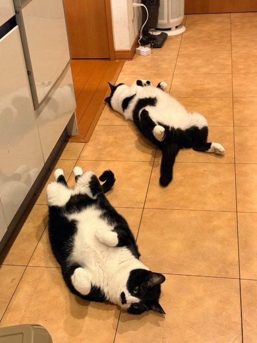 床の上に仰向けになって寝転がる2匹の猫