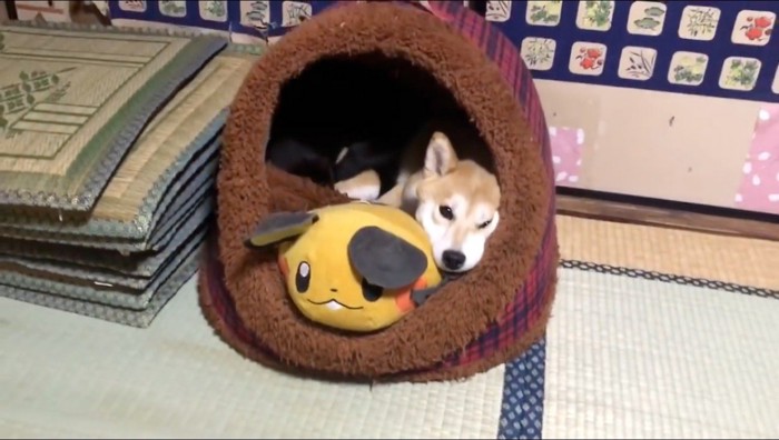 犬の体の上で眠る黒猫