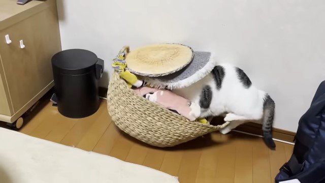 カゴに入ろうとする猫