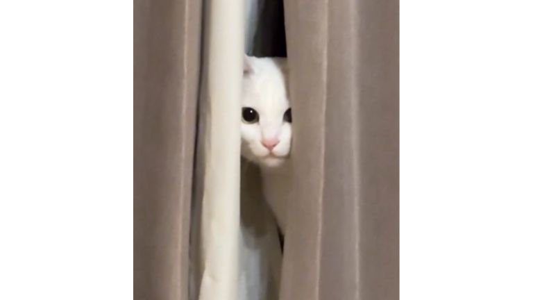 カーテンからのぞく猫