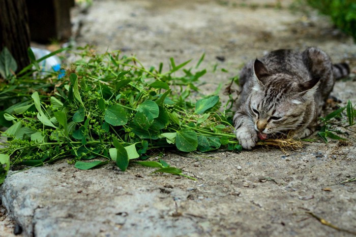 キャットニップを噛む猫
